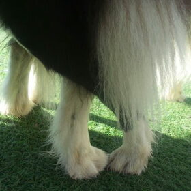 My Sweet Devils Eye Louise "Louise" x Efendi Star Border Collies…