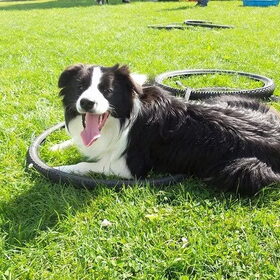 Efendi Star Border Collies "Maurice"