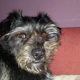 Hondenfoto van Ciska en Spanjaardje Moh (Bambi r.i.p.)