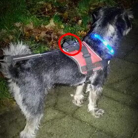 Hondenfoto van Ciska en Spanjaardje Moh (Bambi r.i.p.)