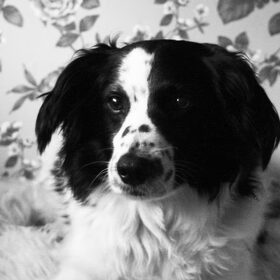 Hondenfoto van Angelique; Bruno, Charlie & Fenna  