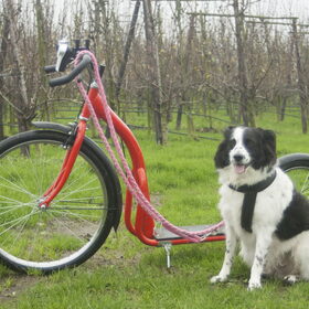 Hondenfoto van Angelique; Bruno, Charlie & Fenna  