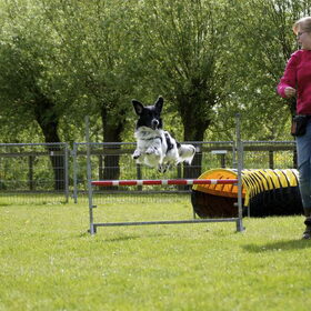 Hondenfoto van Michelle & Bentley