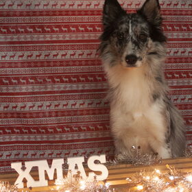 Hondenfoto van Angelique; Bruno, Charlie & Fenna  