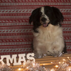 Hondenfoto van Angelique; Bruno, Charlie & Fenna  