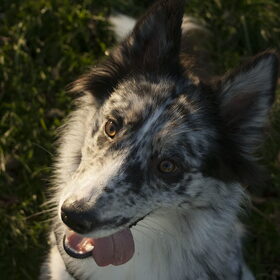 Hondenfoto van Angelique; Bruno, Charlie & Fenna  