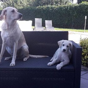 Hondenfoto van Melissa  ~Angel & Kylan~