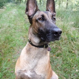 Hondenfoto van Amy