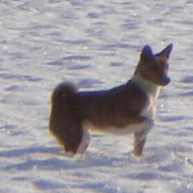 Bambi in de sneeuw 03-01-2010