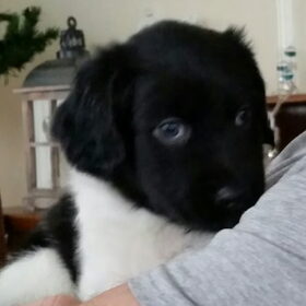 Onze Douwe Friese Stabij pup