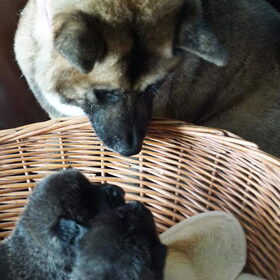 Hondenfoto van Jackie en Kiba:)
