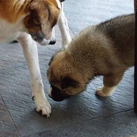 Hondenfoto van Jackie en Kiba:)