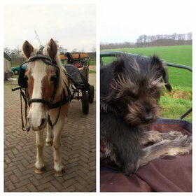 Hondenfoto van Ciska en Spanjaardje Moh (Bambi r.i.p.)
