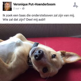 Hondenfoto van Ciska en Spanjaardje Moh (Bambi r.i.p.)