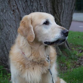 Hondenfoto van Wilma en Dobby (RIP)