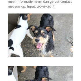 Hondenfoto van Ciska en Spanjaardje Moh (Bambi r.i.p.)