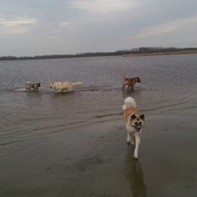 Hondenfoto van Jackie en Kiba:)