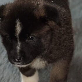 Hondenfoto van Jackie en Kiba:)