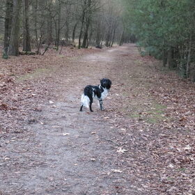 Hondenfoto van Doortje & Tibbe