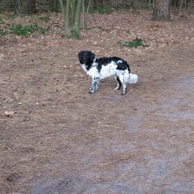 Hondenfoto van Doortje & Tibbe