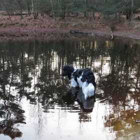 Hondenfoto van Doortje & Tibbe