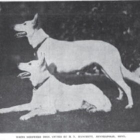 1923 witte Duitse herders.