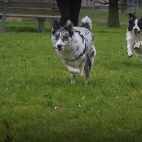 Hondenfoto van Angelique; Bruno, Charlie & Fenna  