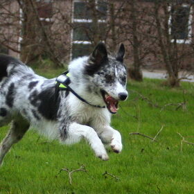 Hondenfoto van Angelique; Bruno, Charlie & Fenna  
