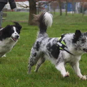 Hondenfoto van Angelique; Bruno, Charlie & Fenna  