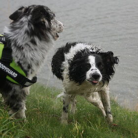 Hondenfoto van Angelique; Bruno, Charlie & Fenna  