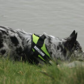 Hondenfoto van Angelique; Bruno, Charlie & Fenna  