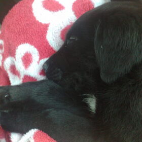 Slapen in de auto, lekker op schoot