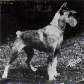 Hondenfoto van Ciska en Spanjaardje Moh (Bambi r.i.p.)