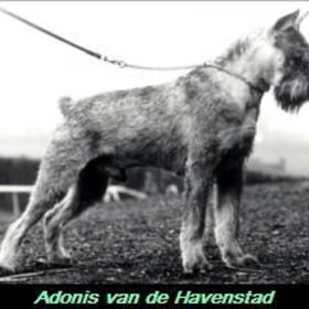 Hondenfoto van Ciska en Spanjaardje Moh (Bambi r.i.p.)