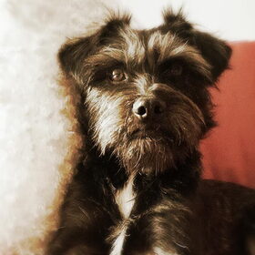 Hondenfoto van Ciska en Spanjaardje Moh (Bambi r.i.p.)
