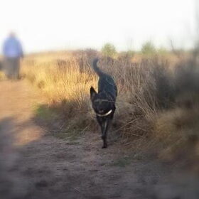 Hondenfoto van Ciska en Spanjaardje Moh (Bambi r.i.p.)