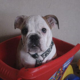 hallo dit is nu Baloe , onze nieuwe engelse Bulldog puppy…