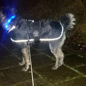 Hondenfoto van Ciska en Spanjaardje Moh (Bambi r.i.p.)