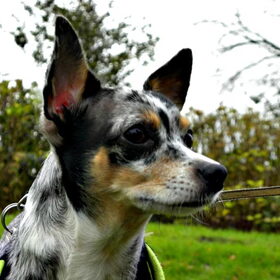Hondenfoto van Nymeria