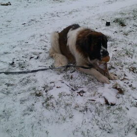 Hondenfoto van Coby & Wanda en Mathilde