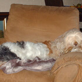 Hondenfoto van liesbeth,Turbo,Luna, Levi en Faith