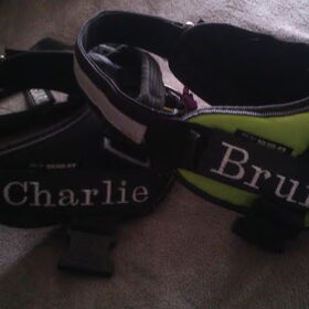 Hondenfoto van Angelique; Bruno, Charlie & Fenna  