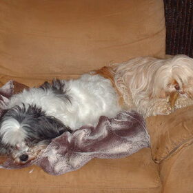 Hondenfoto van liesbeth,Turbo,Luna, Levi en Faith