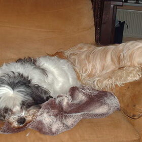 Hondenfoto van liesbeth,Turbo,Luna, Levi en Faith