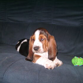 Dit is Balou en is super lief maar ook erg ondeugend.We hebben…
