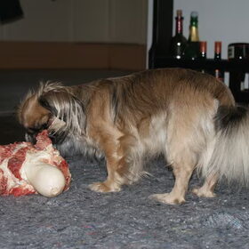 Zoey met een megabot