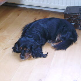 Dit is Dribbel en is een kruising tussen een cavalier king…