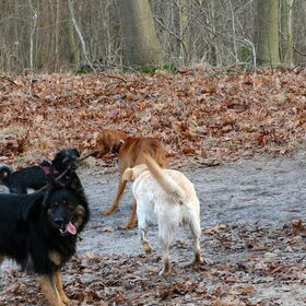 Hondenfoto van Ciska en Spanjaardje Moh (Bambi r.i.p.)