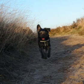 Hondenfoto van Ciska en Spanjaardje Moh (Bambi r.i.p.)