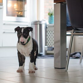 Hondenfoto van Hannah & Bink† en Beertje
